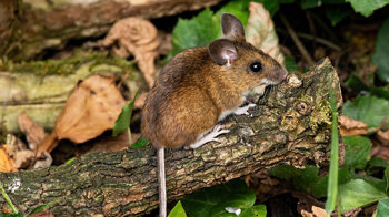 Wood mouse on trunk Wood mouse on trunk