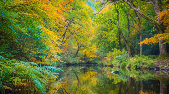 fingle woods in autumn