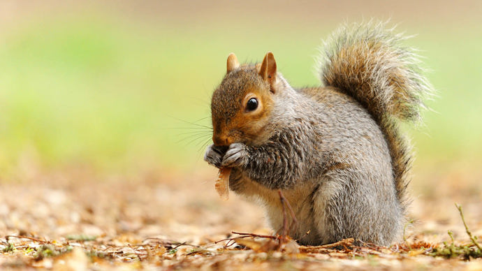 grey squirrel in autumn holding leaf