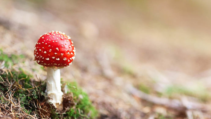 fly agaric