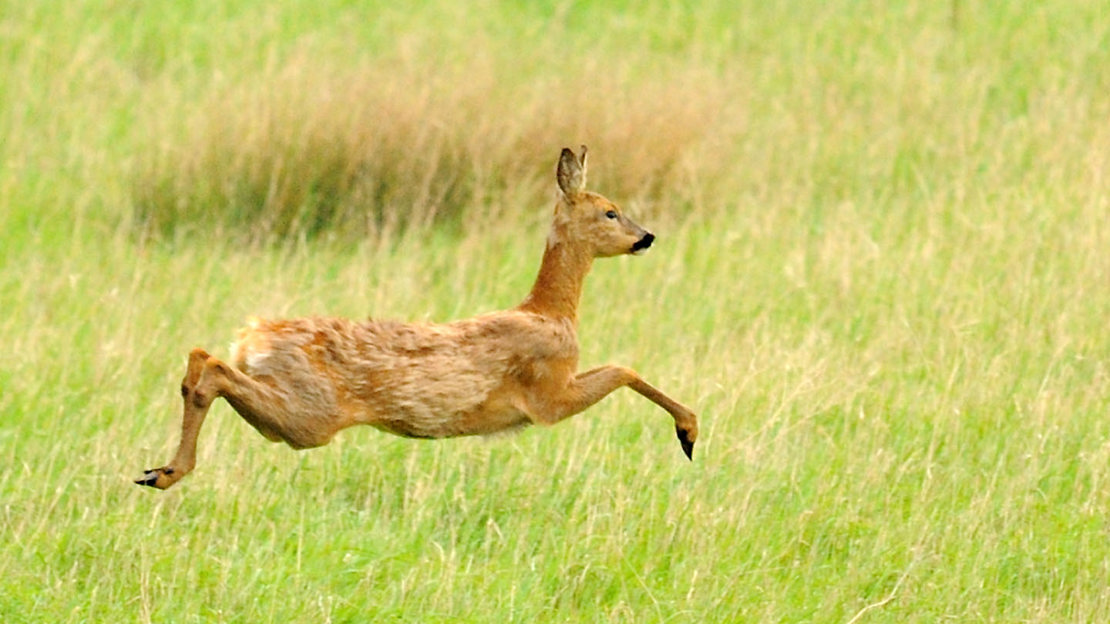 Female roe deer leaping