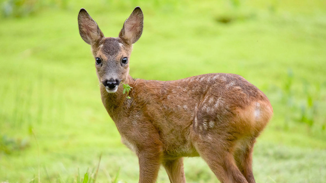 Roe deer fawn