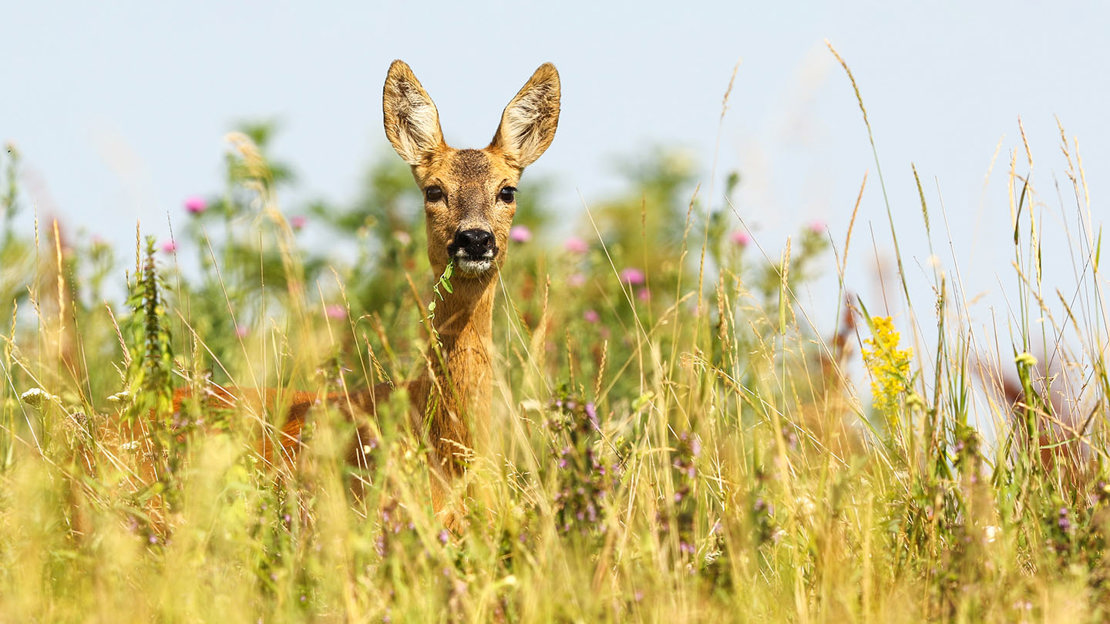 Female roe deer in long grass