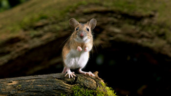 Yellow-necked mouse standing on hind legs Yellow-necked mouse standing on hind legs