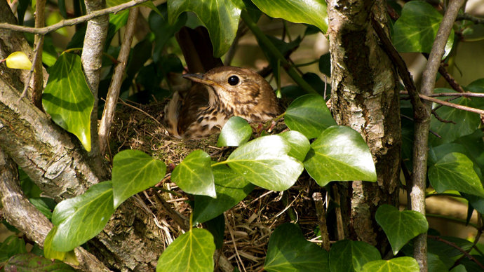 Song thrush sitting on nest
