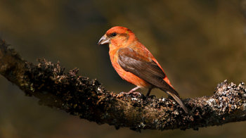 Common crossbill male on branch Common crossbill male on branch
