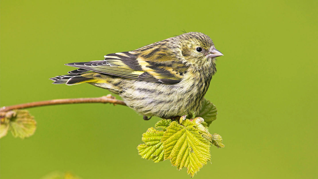 Close up of siskin juvenile on hazel