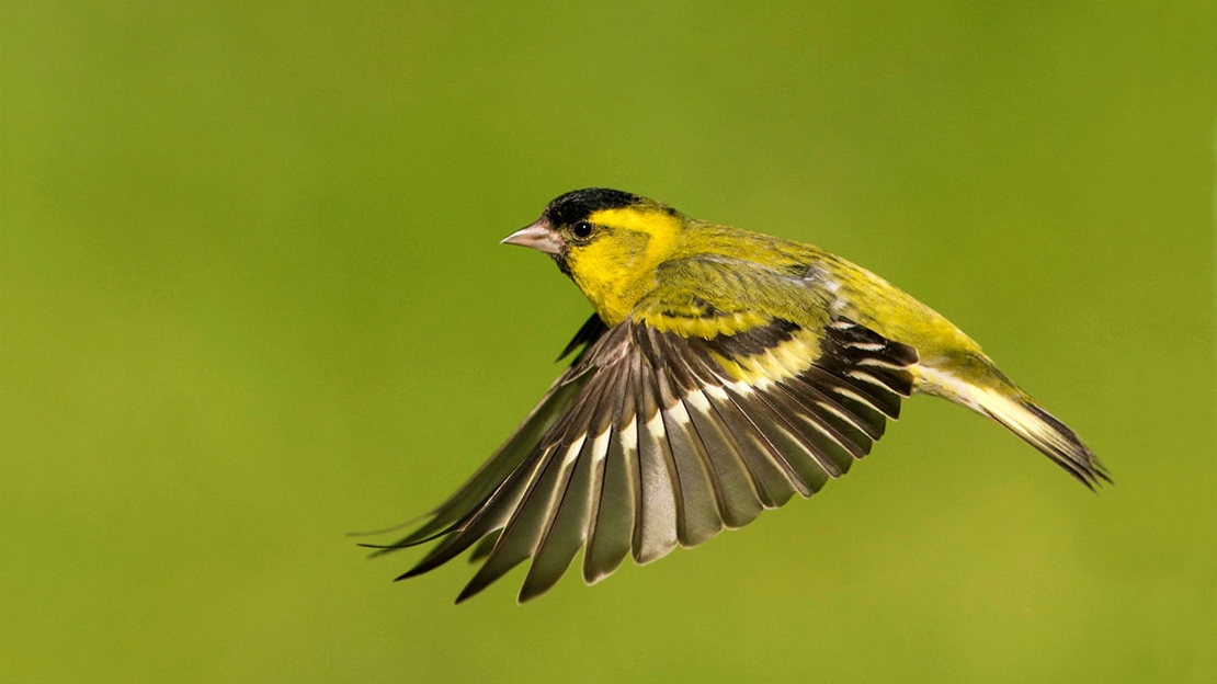 Siskin male in flight