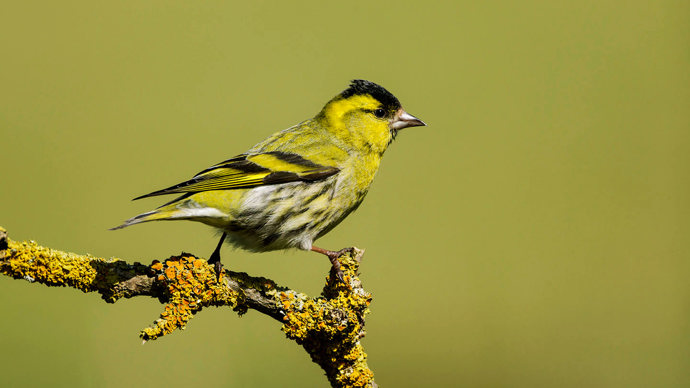Siskin male on branch