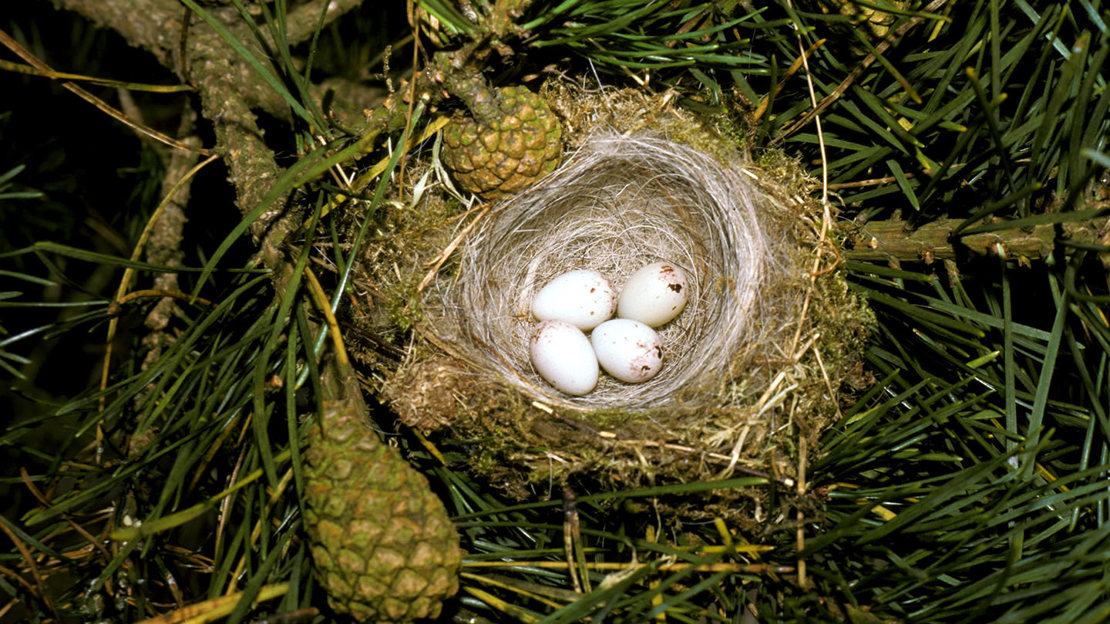 Siskin nest with eggs