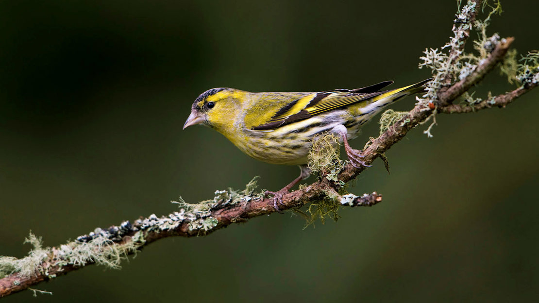 Siskin on lichen-covered branch