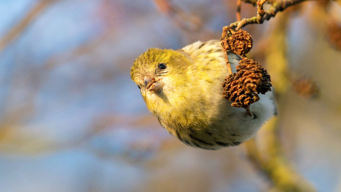 Siskin female feeding on alder cone