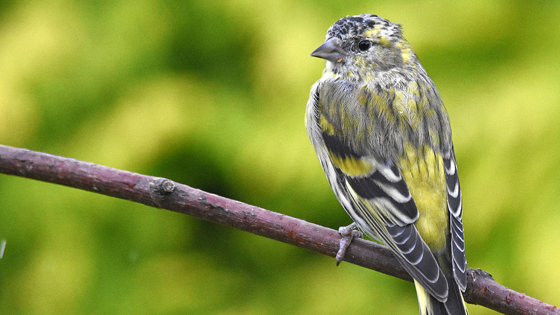 Siskin female on branch