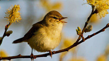 Willow warbler on branch singing Willow warbler on branch singing