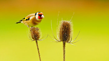 Goldfinch on a teasel Goldfinch on a teasel