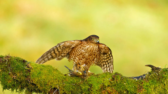 Sparrowhawk female with prey