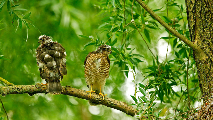 Sparrowhawk juvenile pair