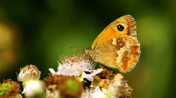 Gatekeeper underwing Gatekeeper underwing