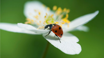 7-spot ladybird on wood anemone 7-spot ladybird on wood anemone