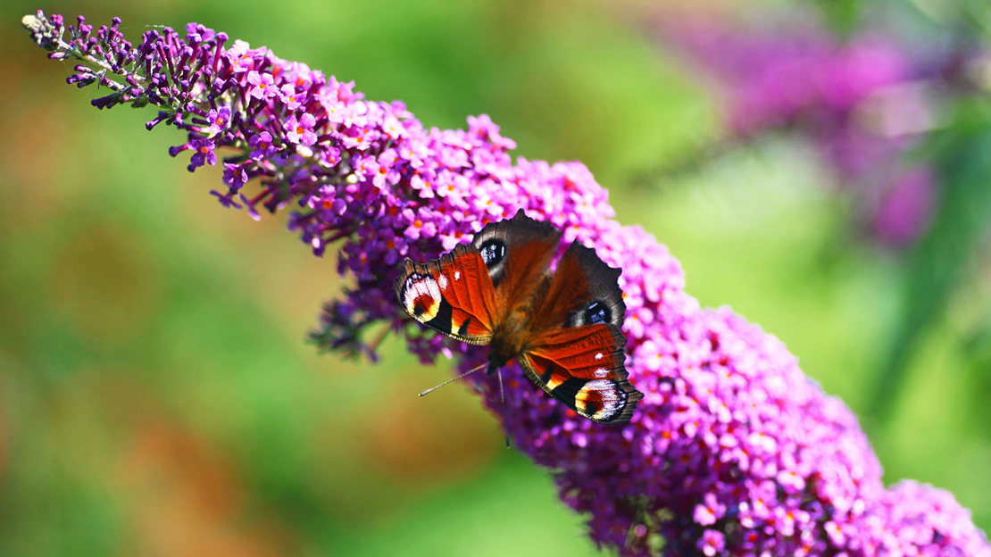 Peacock butterfly on purple buddleia