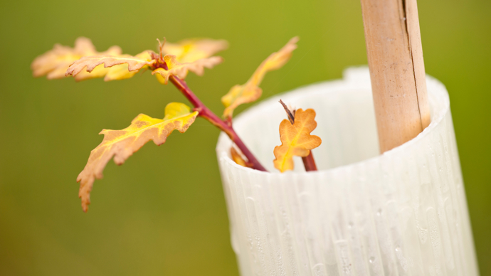 English oak sapling in tree planting tube