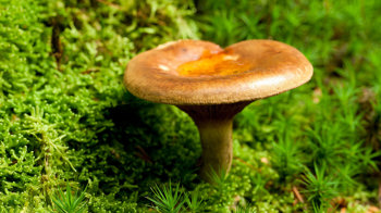 Brown roll-rim  growing on moss Brown roll-rim  growing on moss