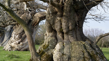 ancient tree with wide trunk ancient tree with wide trunk