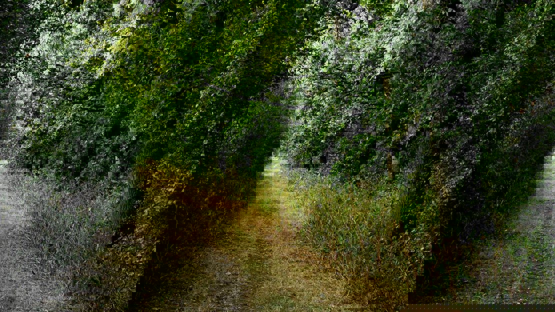 Grass pathway through Archer's Wood