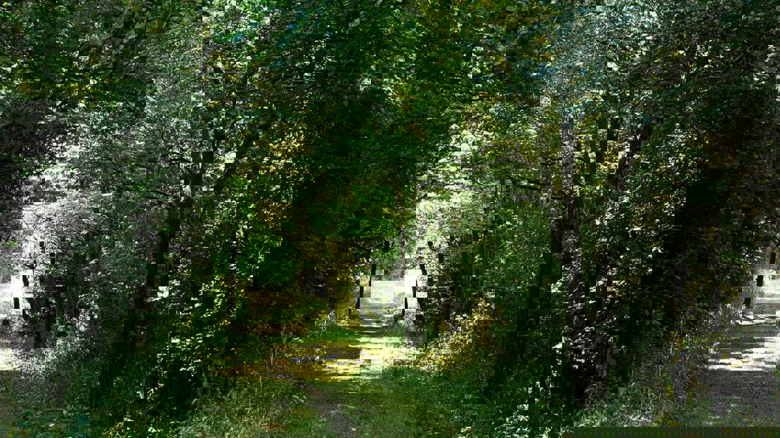 Sheltered pathway in Archer's Wood