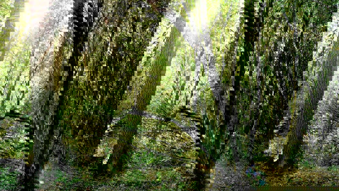 Sunlight peeps through a densely populated canopy at Archers Wood