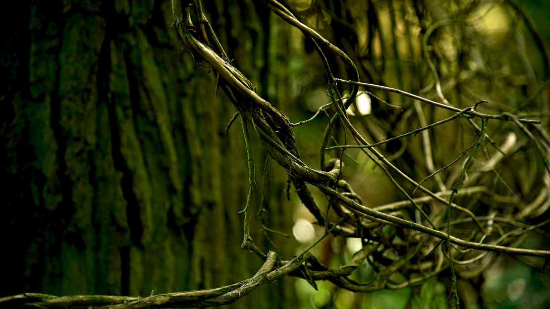 Vine twisted branches at Archers Wood, near Sawtry, England