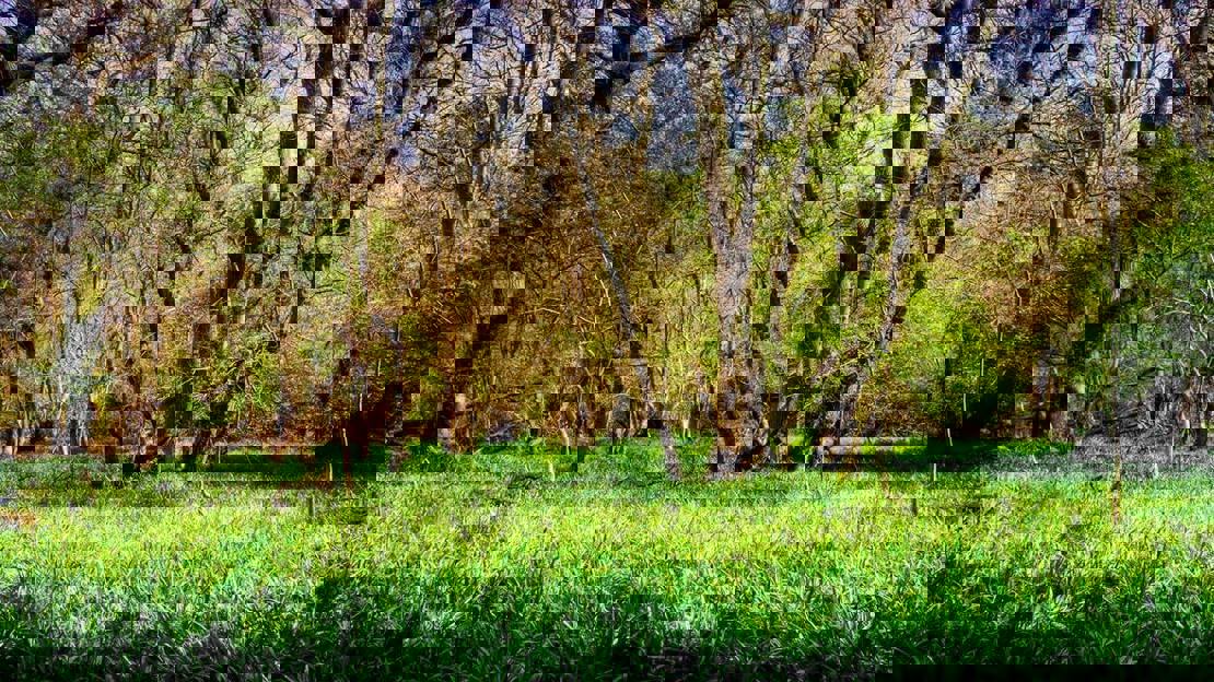 Beginning of bluebell season in Archers Wood