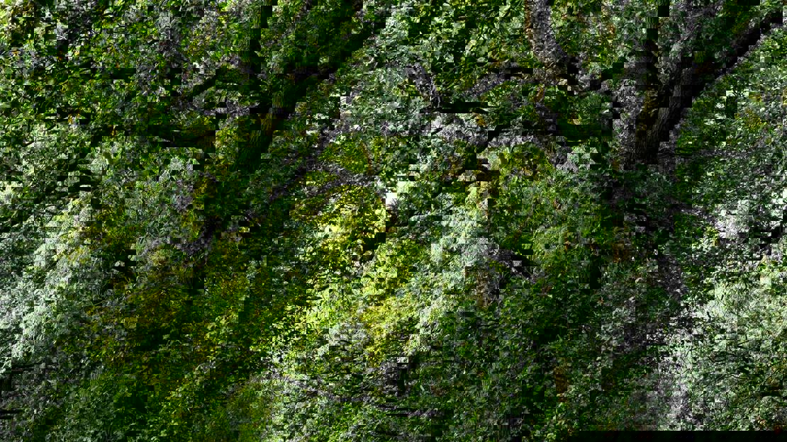 Looking into the canopy at Archer's Wood