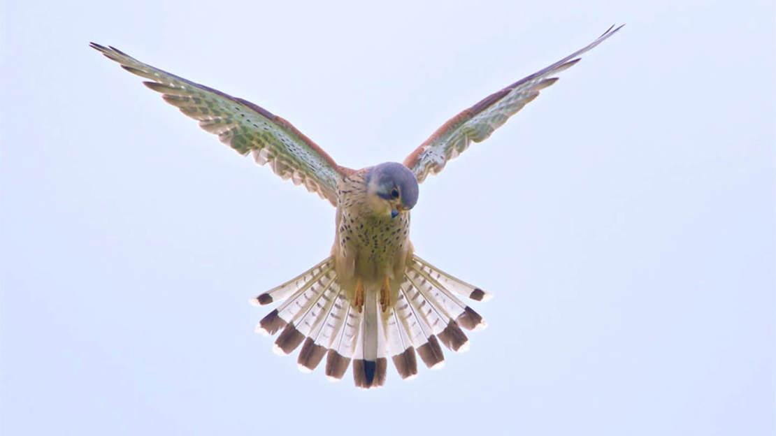 Kestrel in flight, hunting