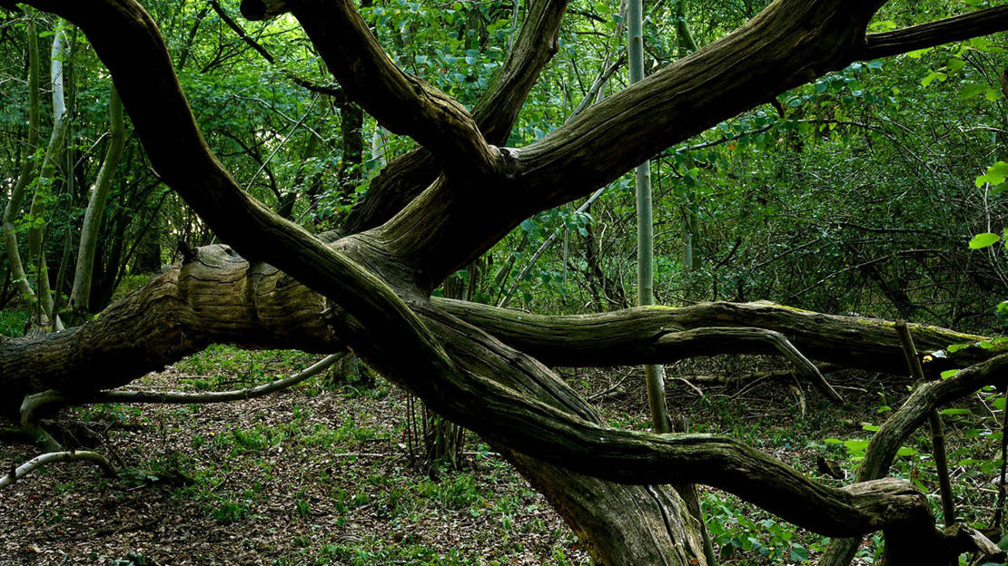 Large dead tree fallen over at Archer's Wood