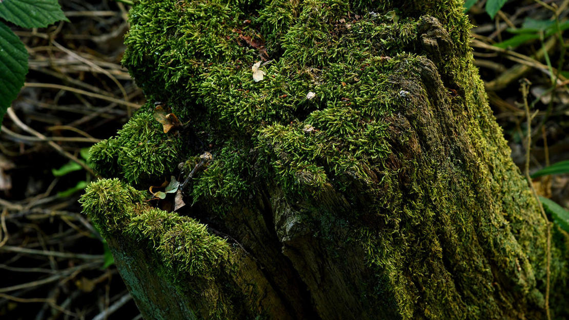 Mossy tree stump in Archer's Wood