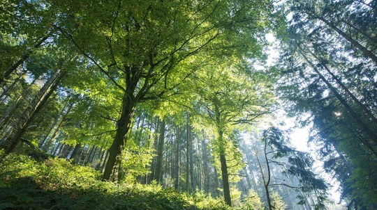Looking up into canopy, Cadora Woods