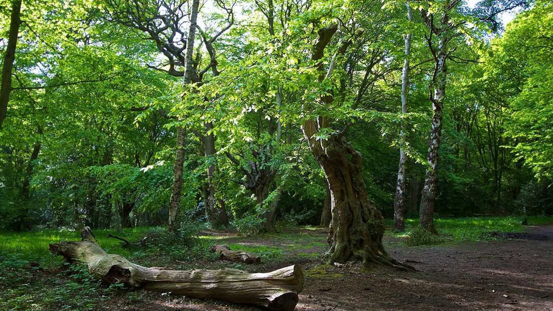 Fallen log in shady grove, Hainault Forest