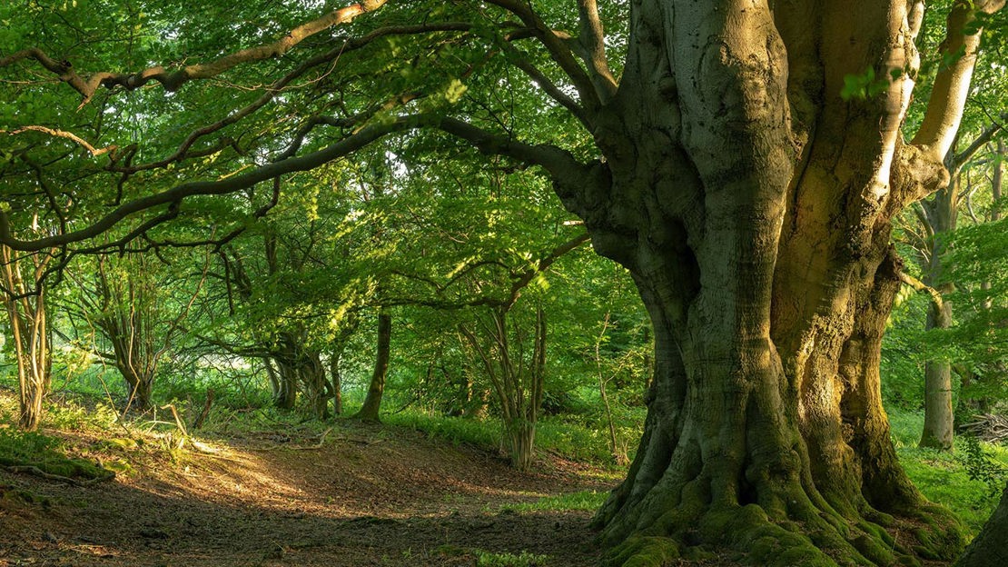 Old tree with spreading branches, Lineover Wood