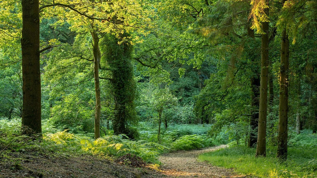 Path through woodland, Lineover Wood
