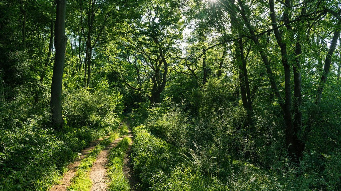Sunny path through woodland, Lineover Wood