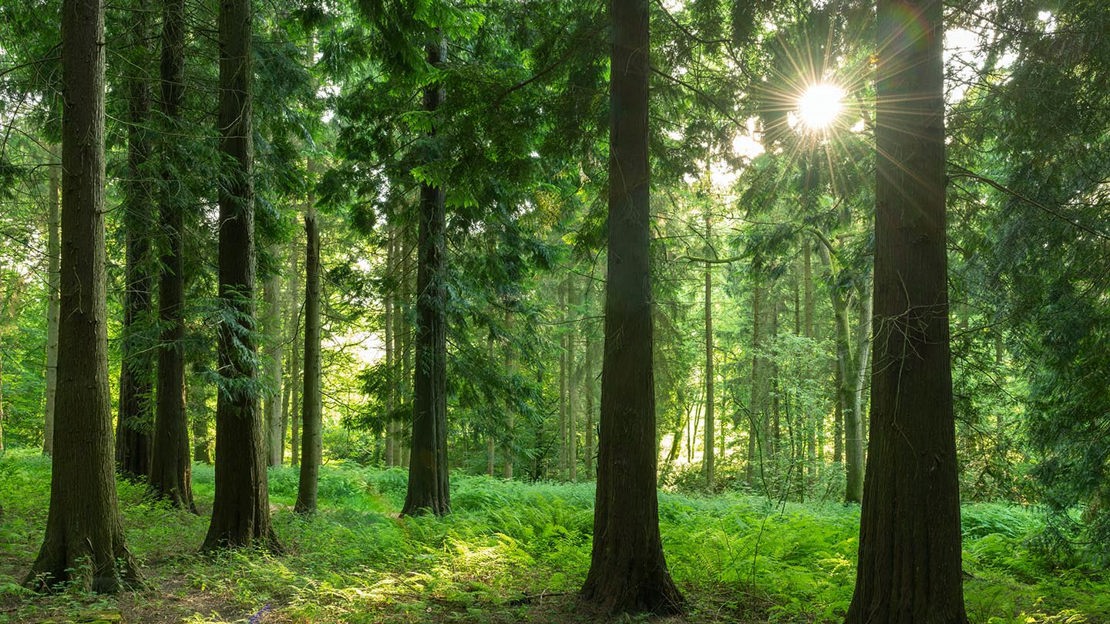 Sunlight through trees, Lineover Wood