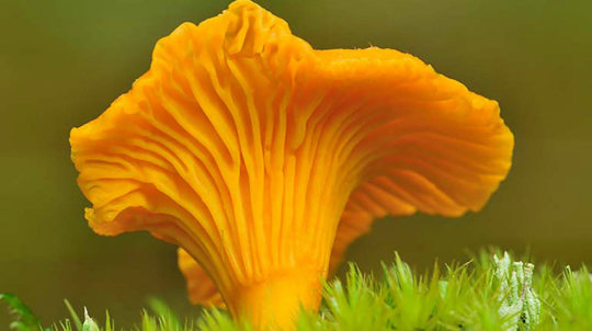 Chanterelle mushroom close-up