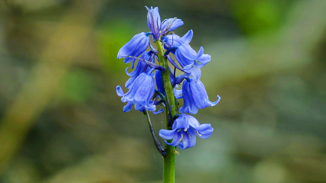 Bluebell, close-up