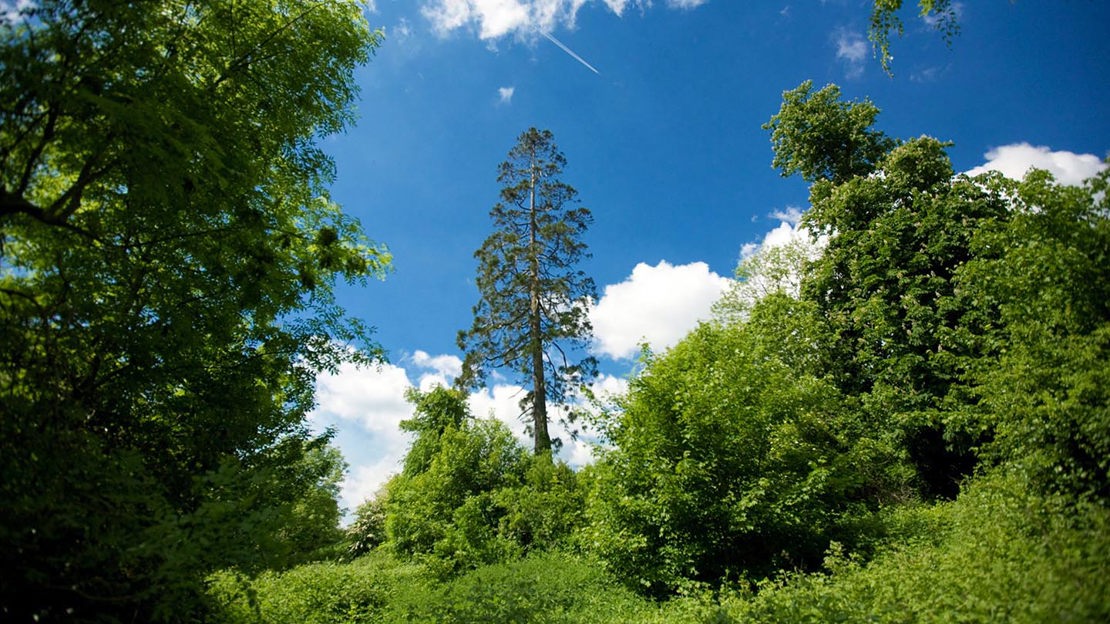Woodland,  Oakfield Glen