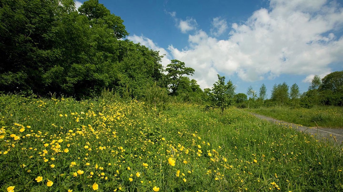 Buttercup meadow, Oakfield Glen