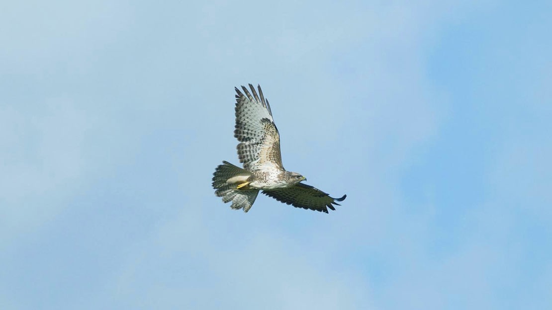Buzzard in flight