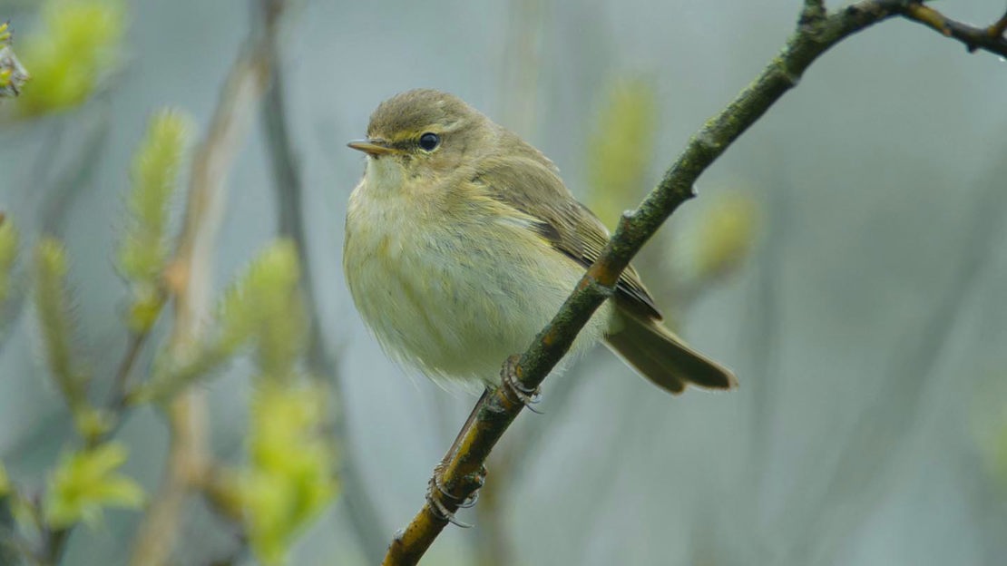 Chiffchaff