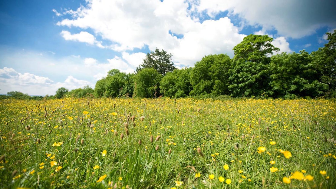 Field of buttercups, Oakfield Glen