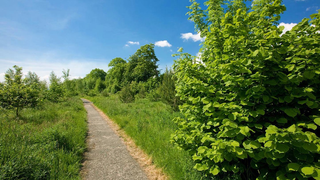 Path towards Oakfield Glen